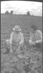 R.D. Stephen and two other men examining sweet potatoes