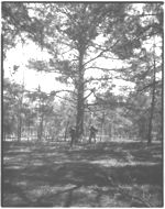 William Breedlove, actor in "Woods & A Way.