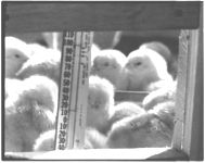 Mr. & Mrs. Alvin Saxon, Farmington, Georgia; Poultry publicity pictures; "Feathering the Nest.