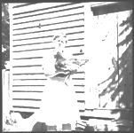 Mr. & Mrs. Alvin Saxon, Farmington, Georgia; Poultry publicity pictures; "Feathering the Nest.