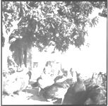Mr. & Mrs. Alvin Saxon, Farmington, Georgia; Poultry publicity pictures; "Feathering the Nest.