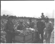 1) Variety 401 tobacco on Mr. J.W. Scarbough's farm (left to right) J.W. Scarbough, J.R. Rutherford, Ned Anderson, Wesley Bailey, Stanley Bailey, and Quincy Griver.??2) Wesley Bailey, Mr. Scarbough, and Earl Bailey in front of Mr. Scarbough's new tobacco barn.??3) Wesley Bailey, Mr. Scarbough, and Earl Bailey in Mr. Scarbough's new tobacco barn.??4) L.A. Everett, Assistance County Agent, and J.W. Scarbough