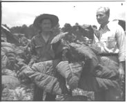 1) Variety 401 tobacco on Mr. J.W. Scarbough's farm (left to right) J.W. Scarbough, J.R. Rutherford, Ned Anderson, Wesley Bailey, Stanley Bailey, and Quincy Griver.??2) Wesley Bailey, Mr. Scarbough, and Earl Bailey in front of Mr. Scarbough's new tobacco barn.??3) Wesley Bailey, Mr. Scarbough, and Earl Bailey in Mr. Scarbough's new tobacco barn.??4) L.A. Everett, Assistance County Agent, and J.W. Scarbough