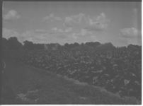 Tobacco irrigation