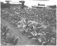 Tobacco injury - herbicides