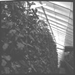Greenhouses, tomatoes