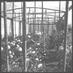 Greenhouses, tomatoes