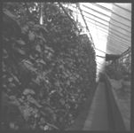 Greenhouses, tomatoes