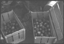 Fall tomato production