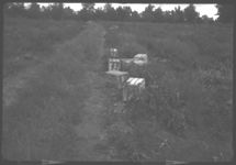 Fall tomato production