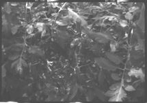 Fall tomato production
