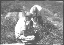 Fall tomato production