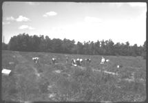 Fall tomato production