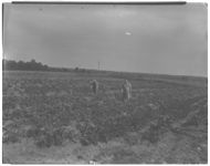 Vegetable garden on Francis Bowen Farm near Greensboro