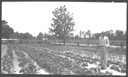 George Kessler, County Agent (cabbage)