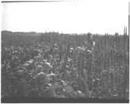 Weed control