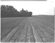 Cotton injected and sub-surface sweeps
