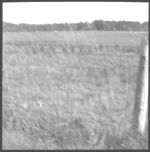 Weed control results GWCS tour-1967- Bulloch, Screven, Candler, Peanuts, Cottton, Corn
