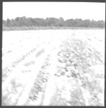 Weed control results GWCS tour-1967- Bulloch, Screven, Candler, Peanuts, Cottton, Corn