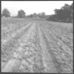 Weed control results GWCS tour-1967- Bulloch, Screven, Candler, Peanuts, Cottton, Corn