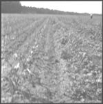 Weed control results GWCS tour-1967- Bulloch, Screven, Candler, Peanuts, Cottton, Corn
