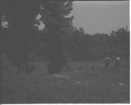 Negro 4-H Club Camp. Artisian Well. Camp grounds. Main building