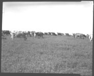 Walton County Pasture Field Day