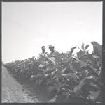 Livestock