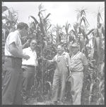 Tennessee Valley Authority test demonstration farm tour.??Trellised tomatoes, midland Bermuda, and corn