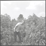 Tennessee Valley Authority test demonstration farm tour.??Trellised tomatoes, midland Bermuda, and corn