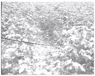 Cotton, soybeans, weeds