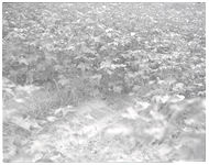 Cotton, soybeans, weeds