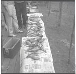 Worm farming and fish cleaning at Callaway Gardens