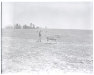 Land clearing and pony raising