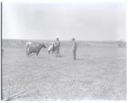 Land clearing and pony raising