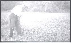E.H. Davis, Sr., harvesting irrigated clover for seed