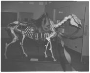 Vet School open house 1965