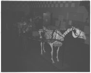 Vet School open house 1965