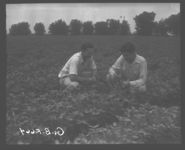 Stockholders examine good growth of peanuts