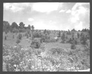 This abandoned cropland - now in brush - will be cleared, prepared, and seeded to pasture crops