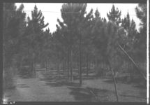 Forestry demonstration. Photo features slash pines planted in 1926