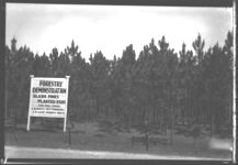 Forestry demonstration. Photo features slash pines planted in 1926