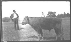 Milking type Short Horn bull. USDA owner