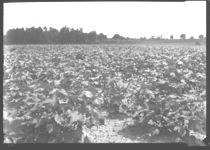 Cotton variety test at Coastal Plains Experiment Station showing varieties that proved susceptible to wilt while others did not succumb to the disease