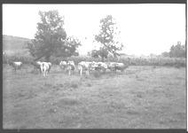 Part of the dairy herd owned by W.W. Seaton