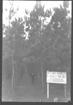 10-year-old Loblolly pines set in 1927 in Clarke County, just before thinning