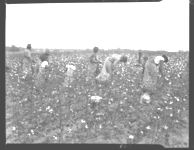 Picking D& P L 11A cotton in a ten-acre field on the farm of Robert H. Bonds. Mr. Bonds expects to harvest one bale per acre
