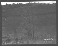 View of rough land to be planted to Kudzu