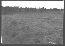 Looking northwest across kudzu pasture and cropland. Pictures made at southeast corner of farm
