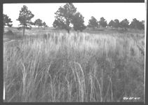 Looking northeast across field No. 4 - for kudzu and probably pasture